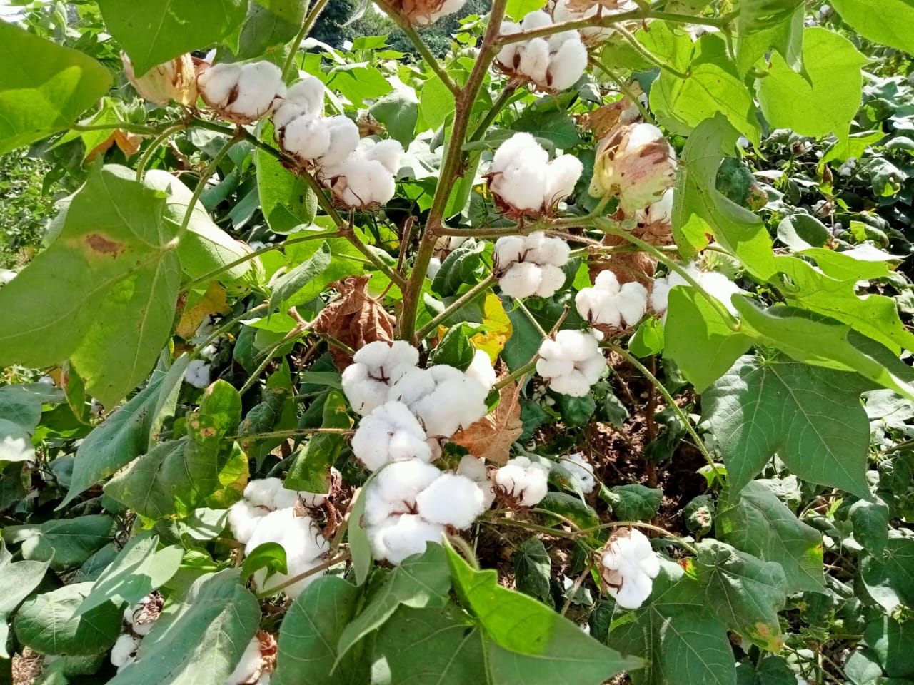 Healthy mature cotton bolls representing agricultural biotechnology research